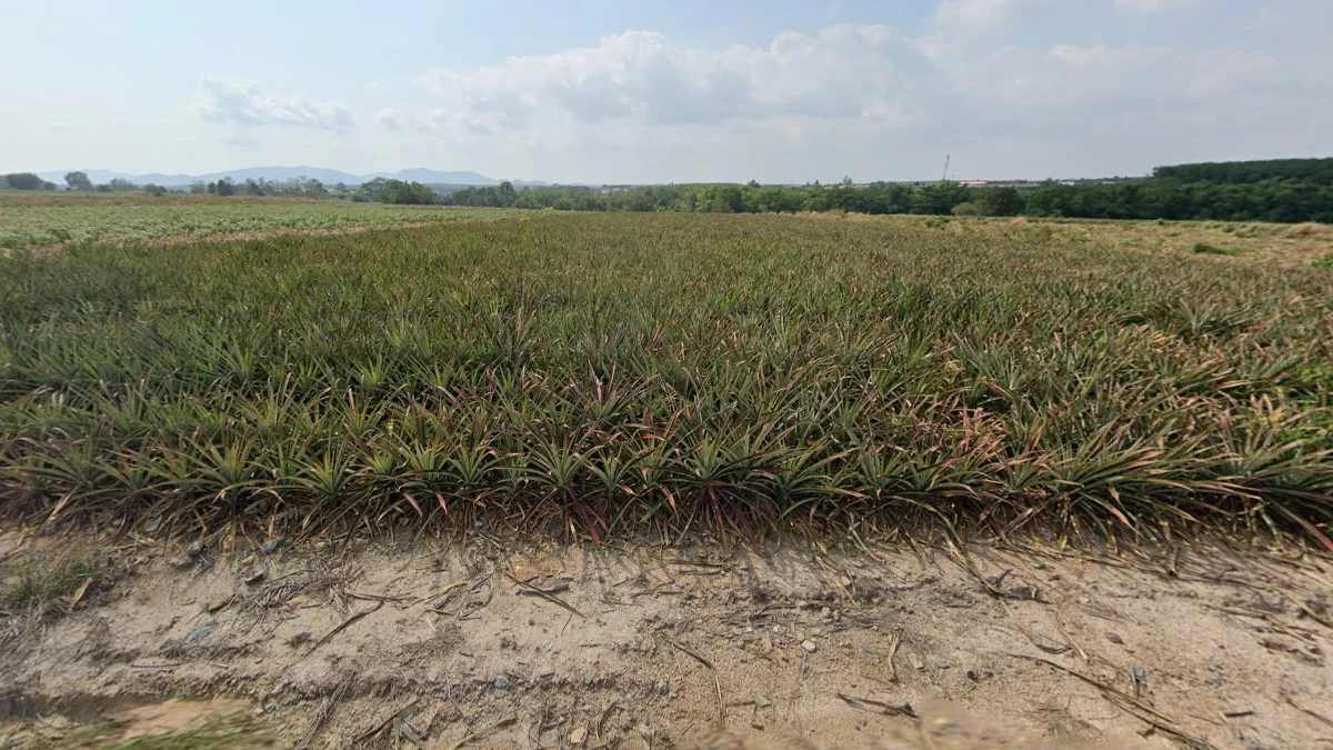 曼谷周邊鳳梨園