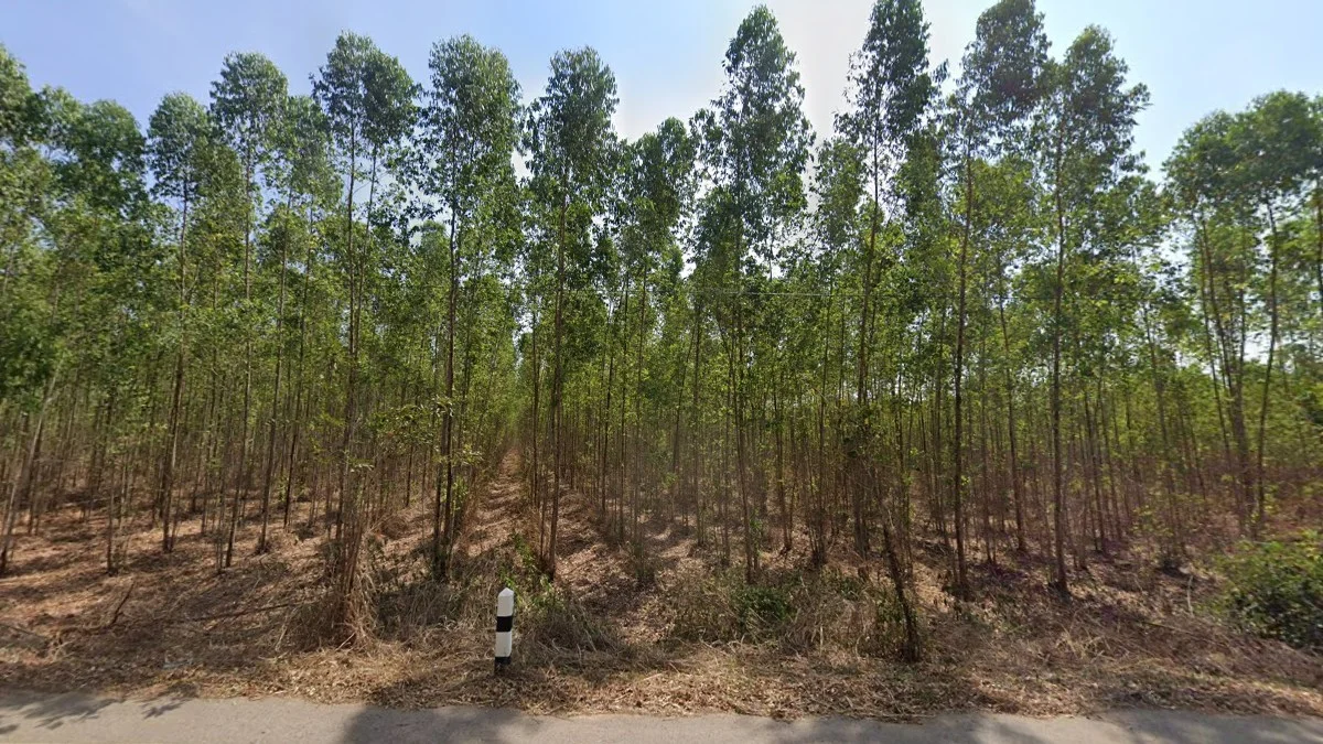 沙繳府桉樹種植園