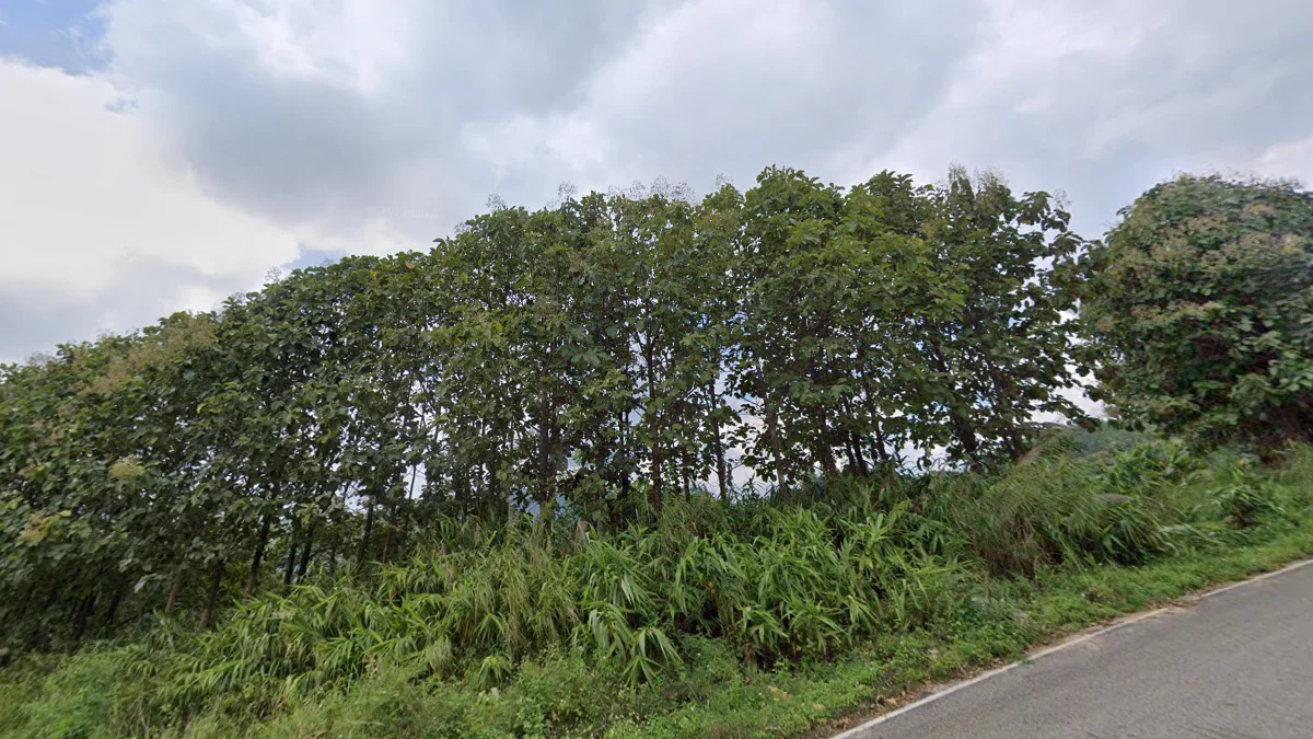 北部高密度柚木