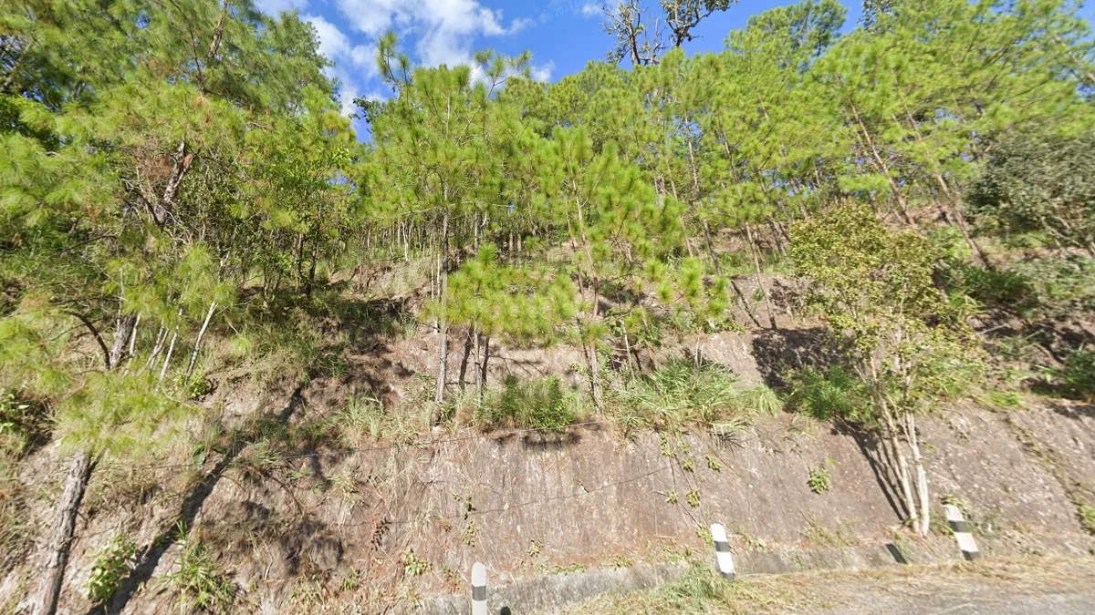 北部西北部松樹