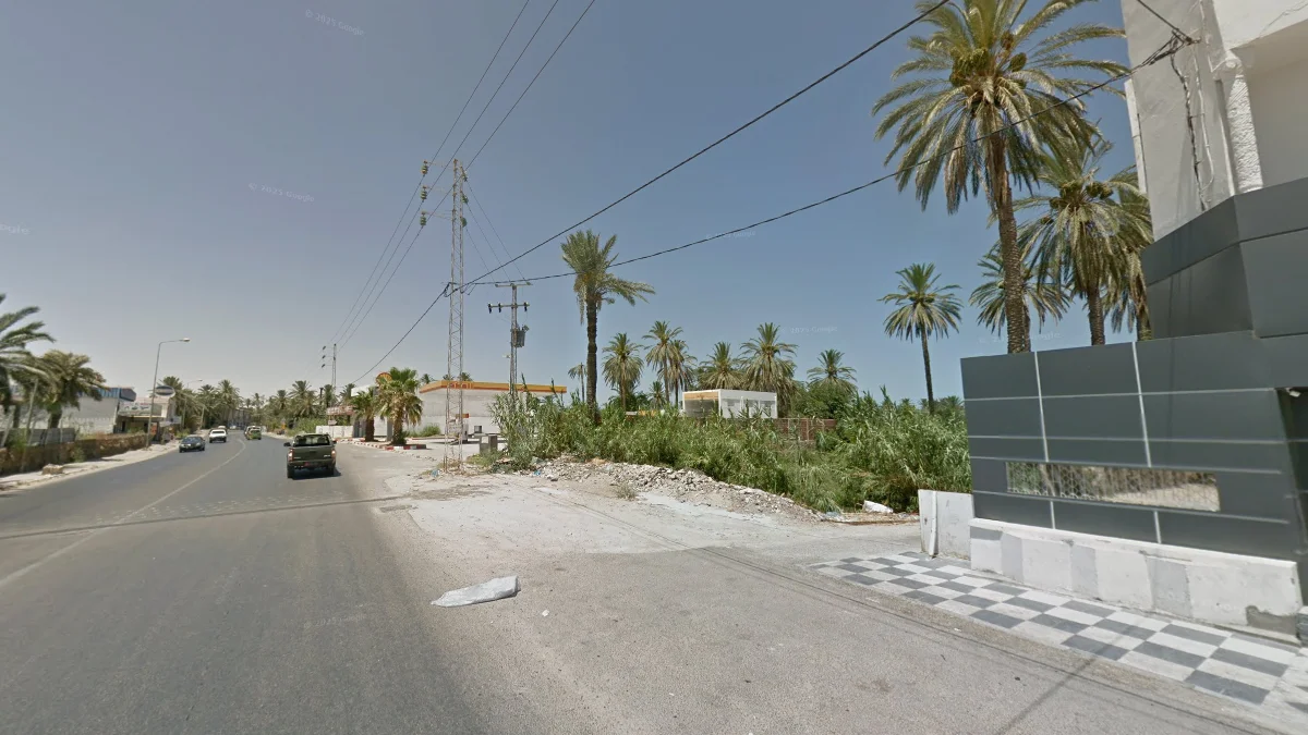 加貝斯大量棕櫚樹