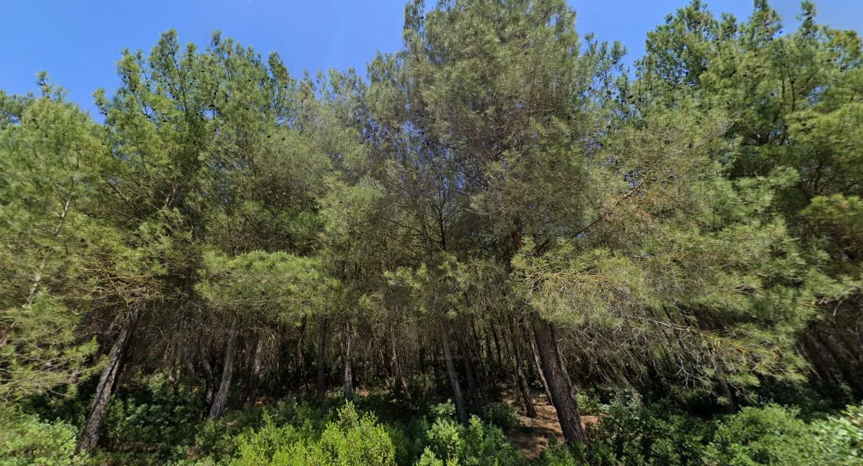 地中海沿岸土耳其松