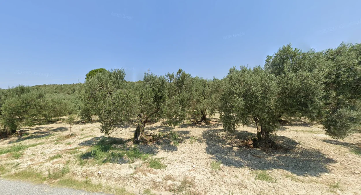 地中海沿岸橄欖樹