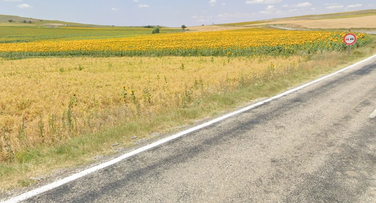 西北部向日葵田