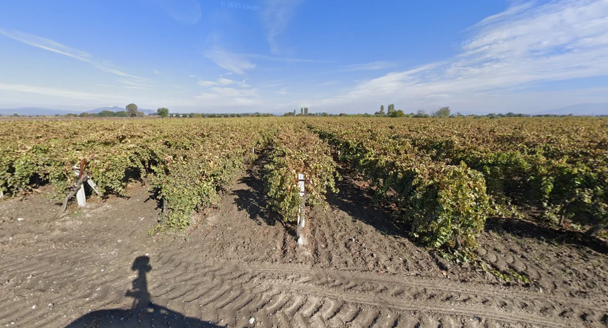 伊茲密爾東部葡萄園