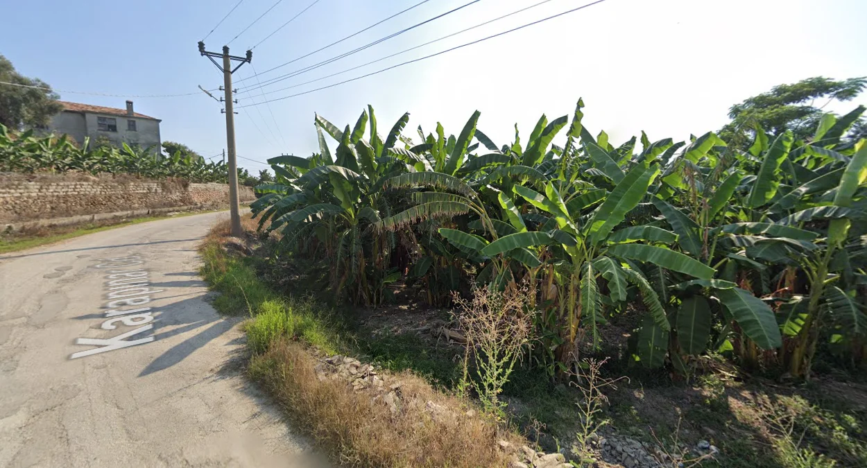 阿拉尼亞香蕉植物