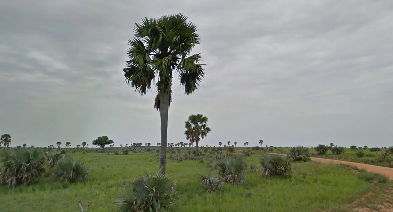 默奇森瀑布北部棕櫚樹