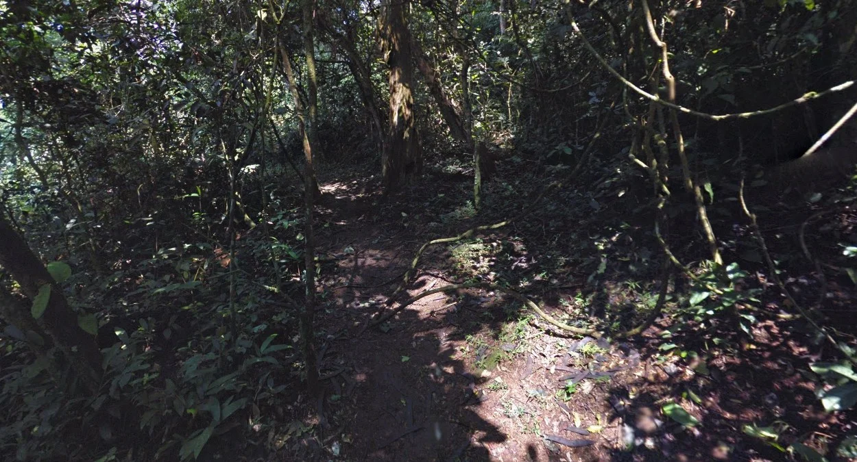 基巴萊微小森林小徑