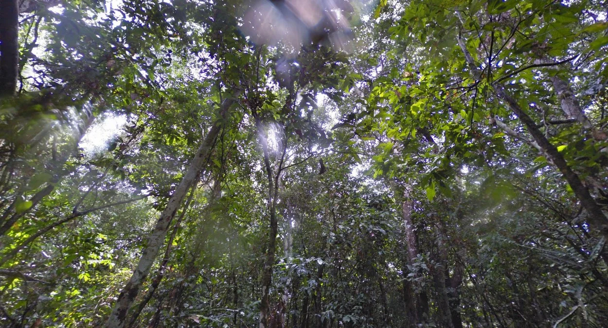 塞穆利基潮濕森林水滴