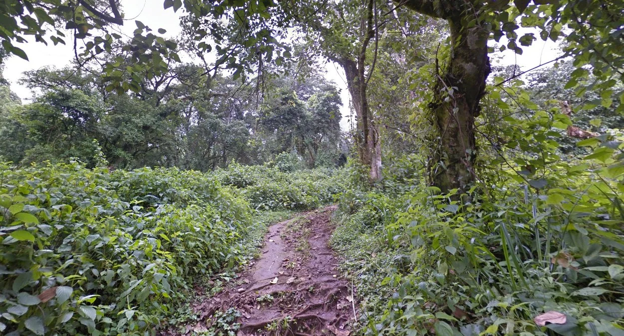 肯亞邊境森林陡坡