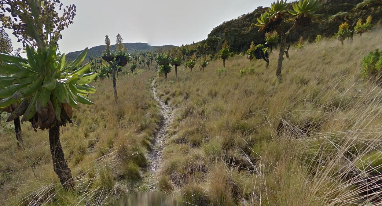 東部棕櫚狀樹木與持槍者