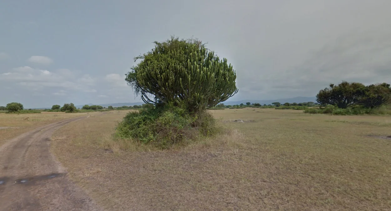 伊麗莎白女王公園大型仙人掌