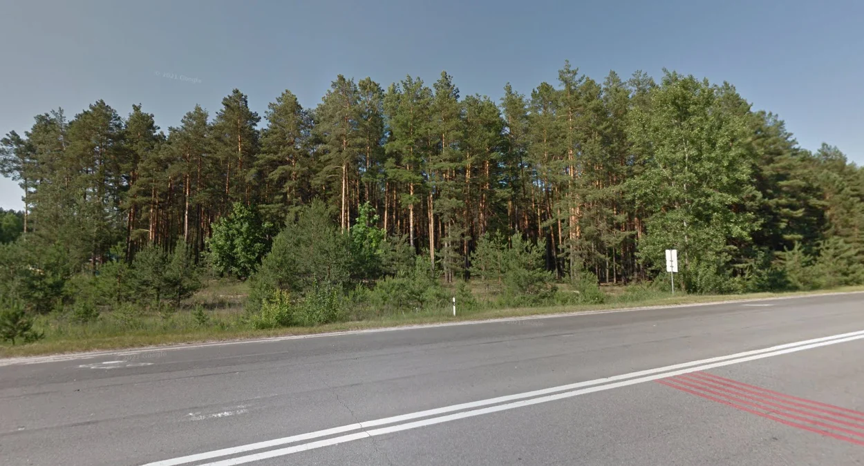 北部波羅的海松林