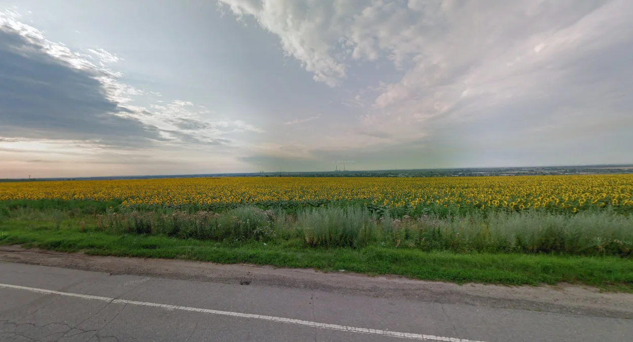 南部東部盛開向日葵田