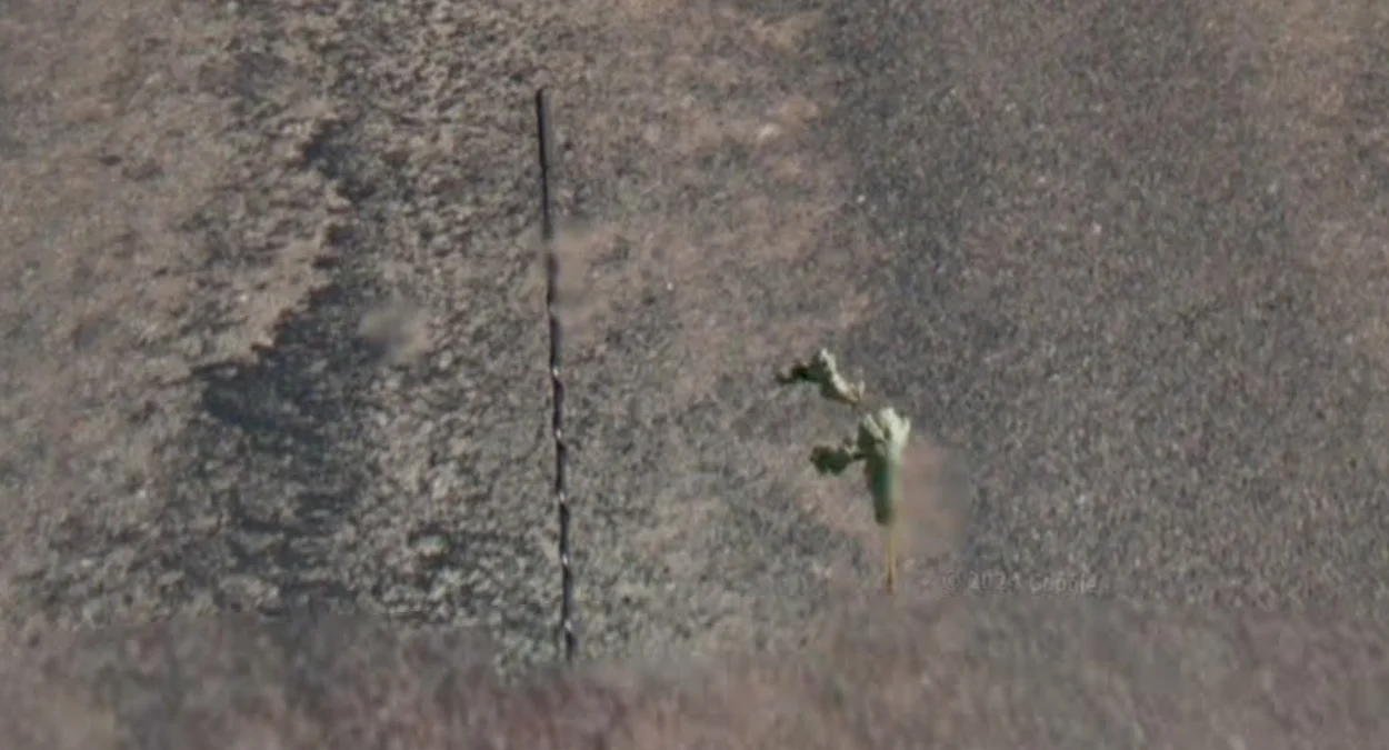 街景車後方葉子標誌