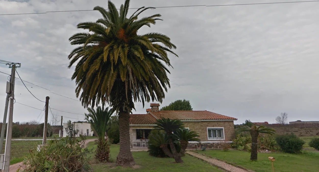 常見矮胖棕櫚樹