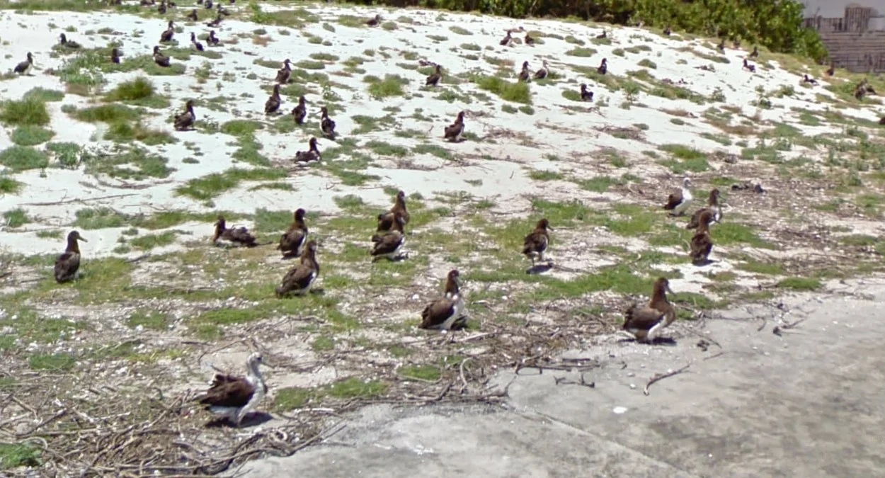 中途島信天翁蹤跡