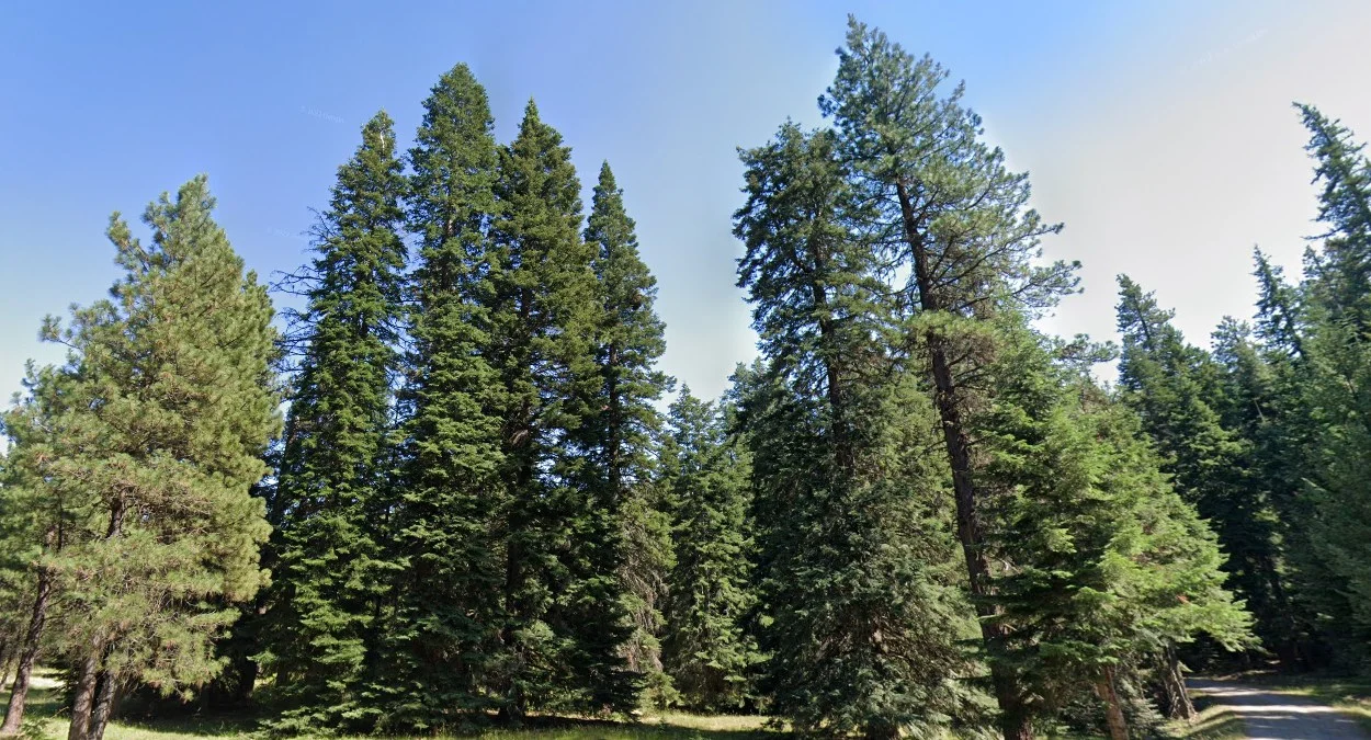 高大針葉樹（花旗松）