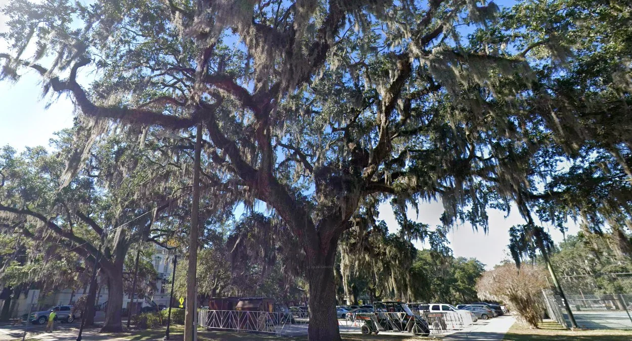 南方樹上西班牙苔