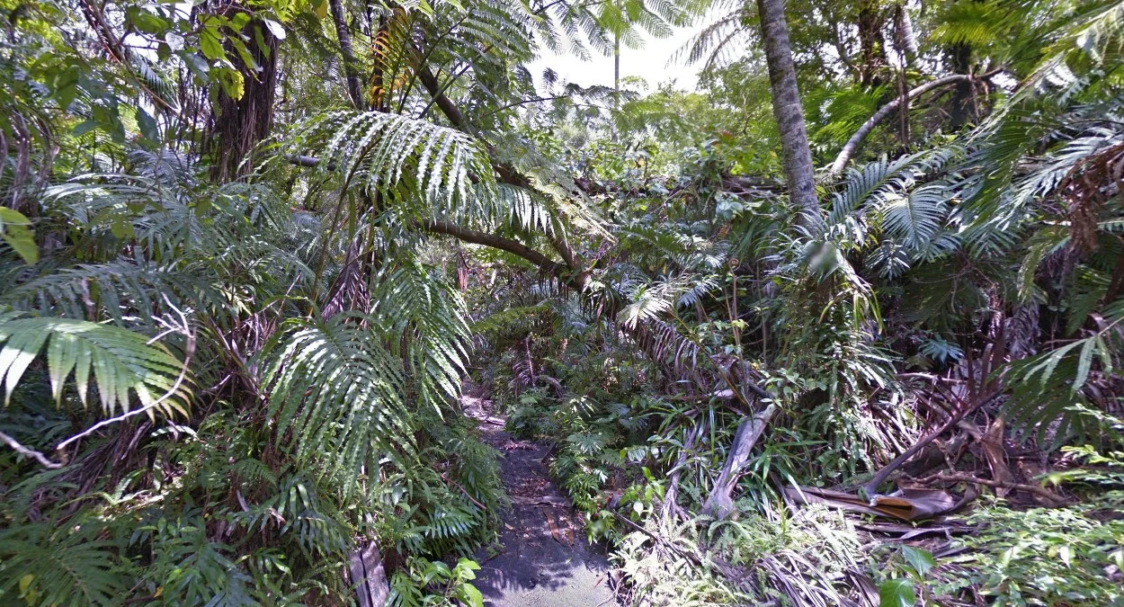 茂密熱帶雨林景觀