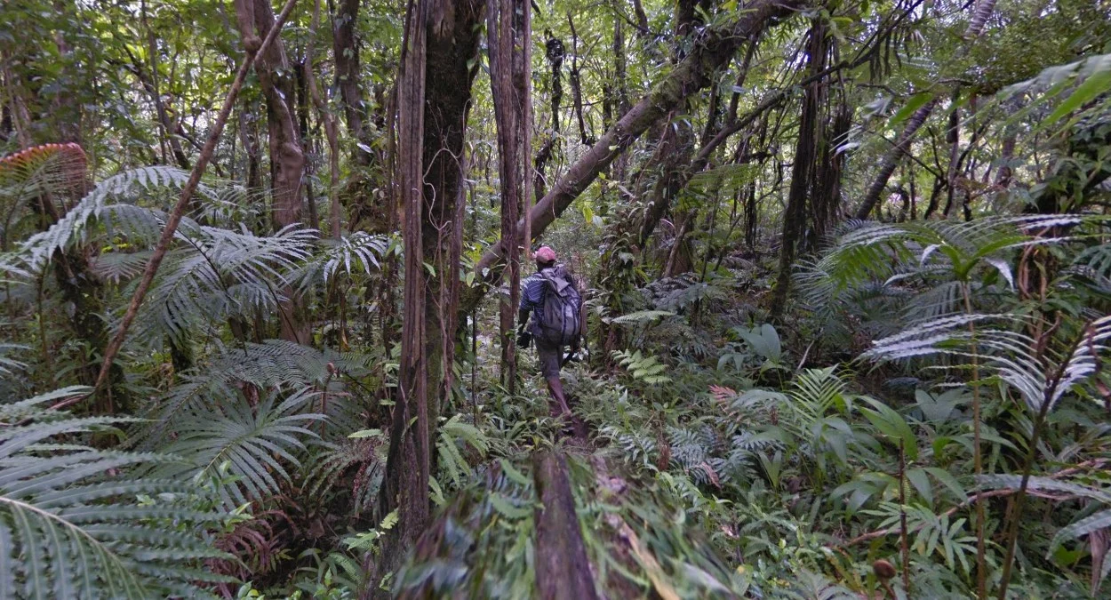 叢林中的熱帶植物與蕨類