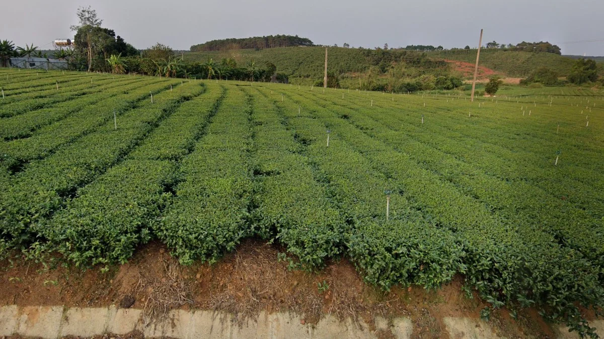 茶園分佈與特徵