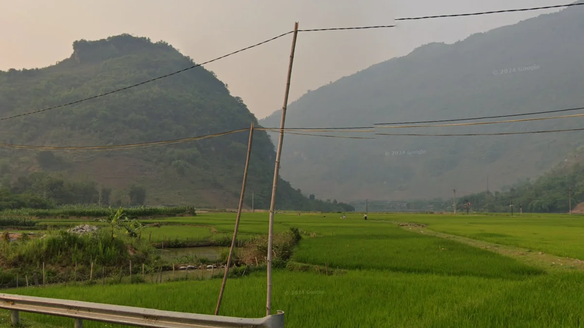 西北山區細竹竿